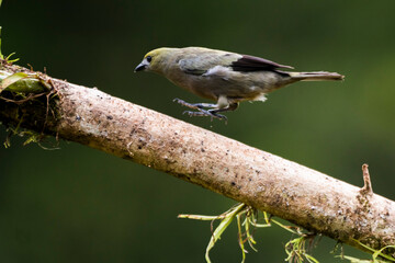 Obraz premium Palm Tanager (Thraupis palmarum), Boca Tapada, Alajuela Province, Costa Rica