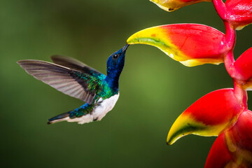 White-necked Jacobin (Florisuga mellivora aka Collared Hummingbird) Boca Tapada, Alajuela Province, Costa Rica