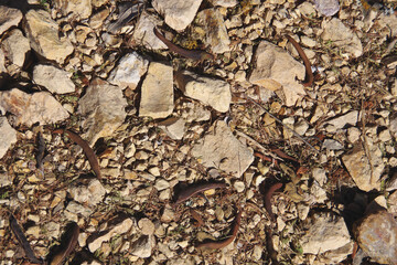 Dry earth and rock ground in an arid landscape