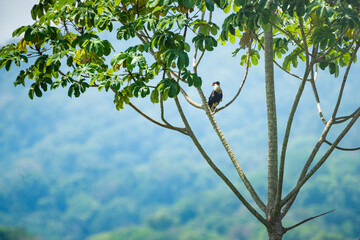 Crested Caracara (Caracara cheriway), Tarcoles River, Carara National Park, Puntarenas Province, Costa Rica