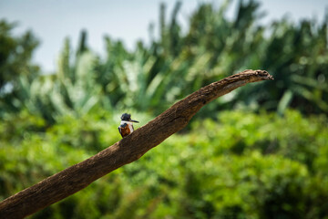 Ringed Kingfisher (Megaceryle torquata), Tarcoles River, Carara National Park, Puntarenas Province, Costa Rica