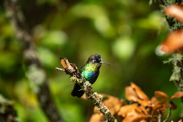 Fiery-throated Hummingbird (Panterpe insignis), San Gerardo de Dota, San Jose Province, Costa Rica