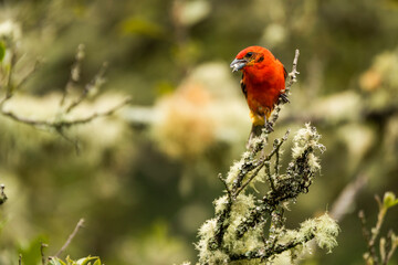 Male Flame-colored Tanager (Piranga bidentata), San Gerardo de Dota, San Jose Province, Costa Rica