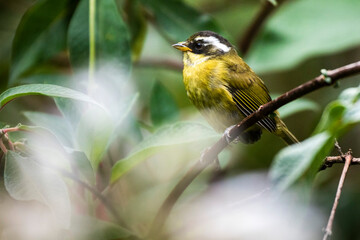 Sooty-capped Bush-tanager (Chlorospingus pileatus), San Gerardo de Dota, San Jose Province, Costa Rica