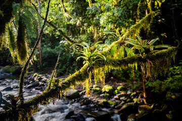 Obraz premium Savegre River (Rio Savegre), San Gerardo de Dota, San Jose Province, Costa Rica