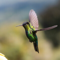 Fototapeta na wymiar Fiery-throated Hummingbird (Panterpe insignis), San Gerardo de Dota, San Jose Province, Costa Rica