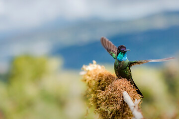 Magnificent Hummingbird (Eugenes fulgens aka Refulgent Hummingbird), San Gerardo de Dota, San Jose Province, Costa Rica