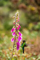 Fiery-throated Hummingbird (Panterpe insignis), San Gerardo de Dota, San Jose Province, Costa Rica