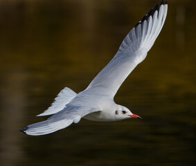 水面を跳ぶユリカモメ