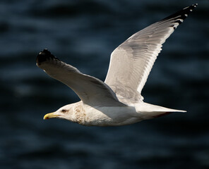 海面を跳ぶセグロカモメ