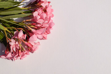 LIght pink Flower background images. Pink oleander flowers on white background plain. Copy space to...