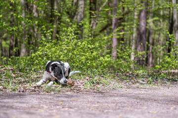 Dog in the woods sniffing a leaf. Young cute doggy laying on the ground with small green plants on the side of a path. Selective focus on the details, blurred background.
