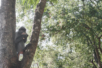 Gray Langurs On the tree. Late sunshine. Mammals that live on trees or cliffs.