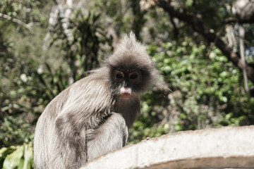 Gray Langurs On the cement basin. Mammals that live on trees or cliffs.