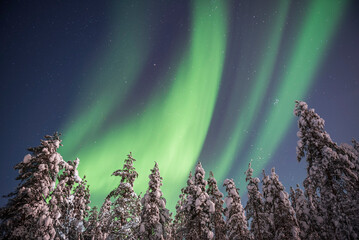 Northern Lights (aurora borealis) display over snow covered trees in a forest in winter in Finnish...