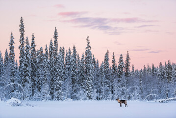 Reindeer at Christmas in the frozen cold snow covered winter landscape in Lapland in Finland - obrazy, fototapety, plakaty