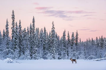 Foto auf Alu-Dibond Reindeer at Christmas in the frozen cold snow covered winter landscape in Lapland in Finland © Matthew