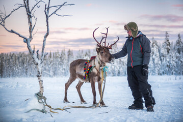 Person petting a reindeer at Christmas in winter in the Arctic Circle in Lapland, Finland
