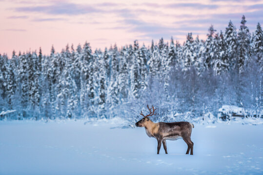Reindeer at Christmas in the frozen cold snow covered winter landscape in Lapland in Finland