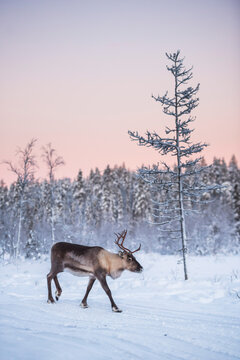 Reindeer at Christmas in the frozen cold snow covered winter landscape in Lapland in Finland