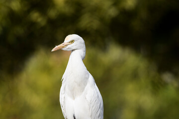 Beautiful bird cattle Egret found in Ahmedabad, Gujarat, India. White Indian bird closeup with blurred trees green background on a sunny day morning