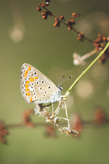 Fototapeta na wymiar Different species of Butterflies 