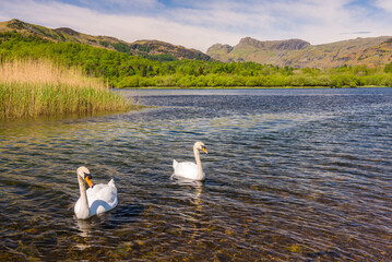 Swans at Elter Water Lake, Elterwater Landscape, Lake District, Cumbria, England, UK, Europe