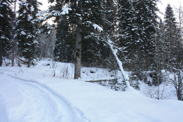 Beautiful winter landscape, Siberian forest