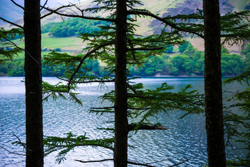 Mysterious forest landscape at Buttermere Lake, Lake District scenery, Cumbria, England, UK, Europe