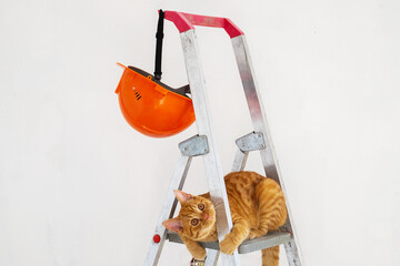 On construction stepladder, orange protective helmet of builder and funny young striped red cat....