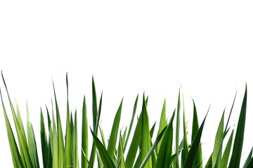 Fototapeta premium In selective focus Tropical Dracaena loureiri Gagnep tree with leaves on white isolated background for green foliage backdrop
