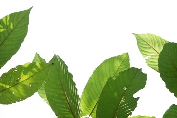 In selective focus a branch of Kratom leaves with sunlight on white isolated background for green foliage backdrop