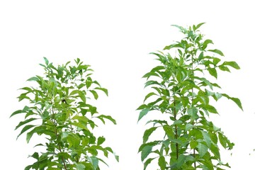 Tropical tree leaves on white isolated background for green foliage backdrop 