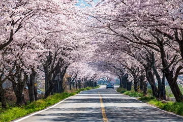 Gardinen Kirschblütenstraßenlandschaft in Duwon-myeon, Goheung-gun © jeong