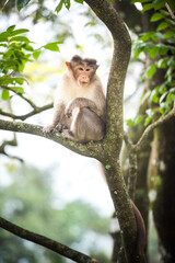 Monkey, Munnar, Western Ghats Mountains, Kerala, India