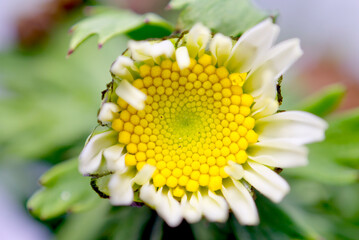 ノースボール、ミニマーガレットの花