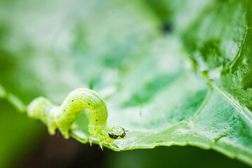 Caterpillar, Munnar, Western Ghats Mountains, Kerala, India