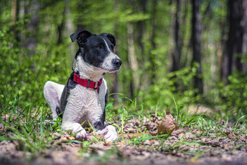 Lovely young dog enjoying sunshine. Black and white pet wearing red collar sitting on fresh green grass. Selective focus on the details, blurred background.