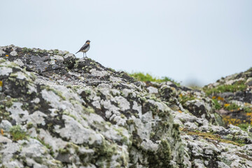 Skomer Island, Pembrokeshire Coast National Park, Wales, United Kingdom