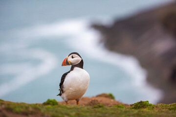 Puffin at the Wick, Skomer Island, Pembrokeshire Coast National Park, Wales, United Kingdom