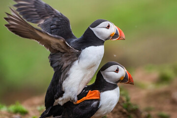 Cute puffins mating on Skomer Island, Pembrokeshire Coast National Park, Wales, United Kingdom, iconic British wildlife