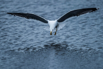 Seagull on Skomer Island, Pembrokeshire Coast National Park, Wales, United Kingdom