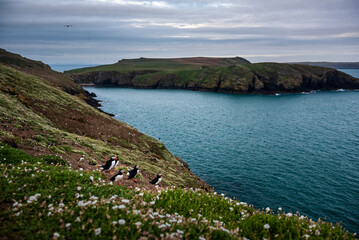 Puffins on Skomer Island, Pembrokeshire Coast National Park, Wales, United Kingdom © Matthew