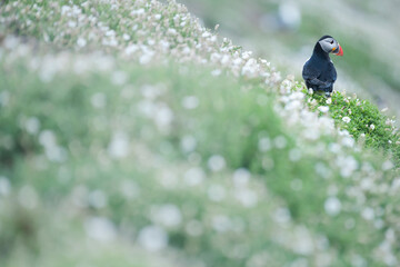 Iconic British wildlife, a Puffin on Skomer Island, Pembrokeshire Coast National Park, Wales, United Kingdom