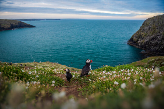 Puffins on Skomer Island, Pembrokeshire Coast National Park, Wales, United Kingdom