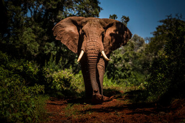 Fototapeta na wymiar Portrait of a large African Elephant (Loxodonta africana) on an African wildlife safari vacation in Aberdare National Park, Kenya