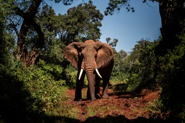 Selbstklebende Fototapeten African Elephant (Loxodonta africana) in Aberdare National Park, Kenya © Matthew