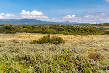 Fototapeta na wymiar Moorland in Aberdare National Park, Kenya
