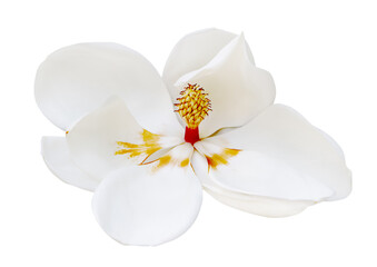 Obraz na płótnie Canvas open large magnolia bloom on white