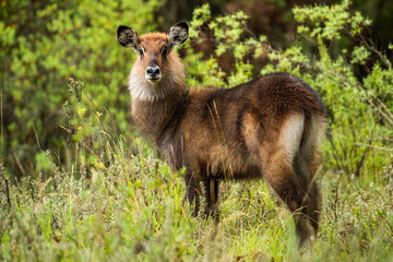 Female Waterbuck (Kobus ellipsiprymnus) in Aberdare National Park, Kenya